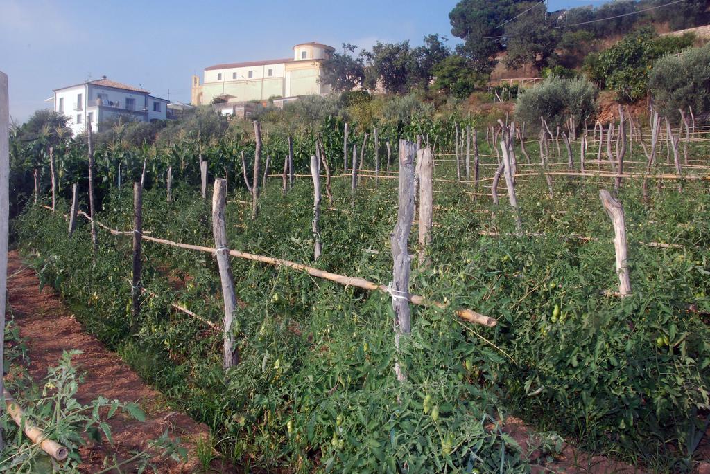 Villa Cirimarco Bonifati Exterior foto